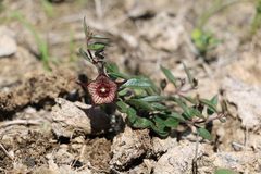 Brachystelma australe