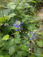 Salvia lasiocephala