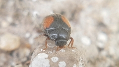 Scymnus bivulnerus