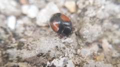 Scymnus bivulnerus