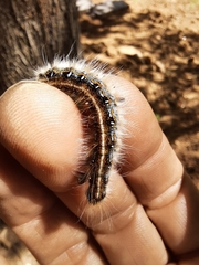 Malacosoma americana