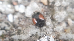 Scymnus bivulnerus