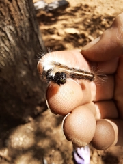 Malacosoma americana