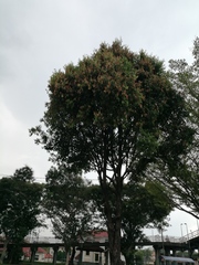 Peltophorum pterocarpum