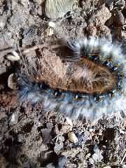 Malacosoma americana