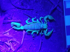 Urodacus centralis