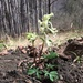 Corydalis malkensis - Photo (c) abogomazova, some rights reserved (CC BY), uploaded by abogomazova