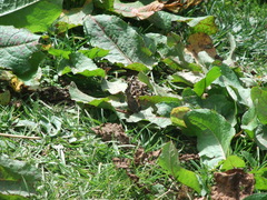 Aglais caschmirensis