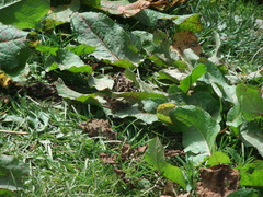 Aglais caschmirensis