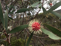 Hakea laurina