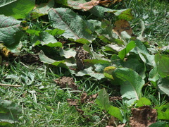 Aglais caschmirensis