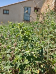 Marrubieae