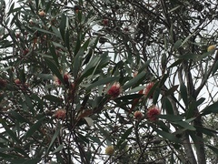 Hakea laurina
