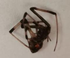 Latrodectus geometricus