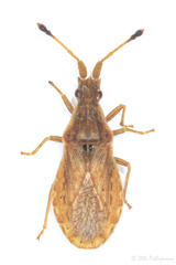 Spathocera lobata
