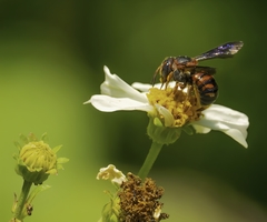 Dianthidium floridiense