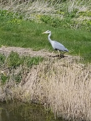Ardea cinerea