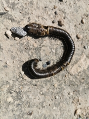 Archispirostreptus syriacus