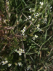 Cochlearia anglica