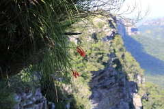 Cyrtanthus epiphyticus