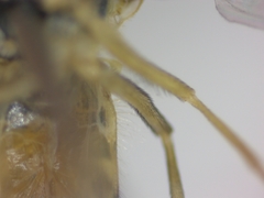 Sphaerophoria scripta