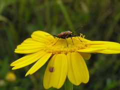 Calocoris nemoralis