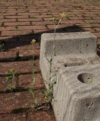 Helichrysum luteoalbum