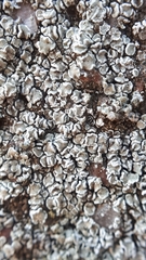 Lecanora polytropa