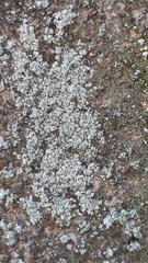Lecanora polytropa