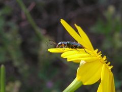 Haplomalachius flabellatus