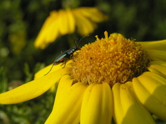 Haplomalachius flabellatus