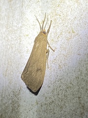 Virbia opella