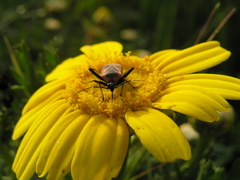 Calocoris nemoralis