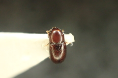 Cis castaneus