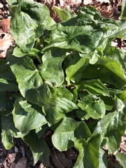 Arum cylindraceum