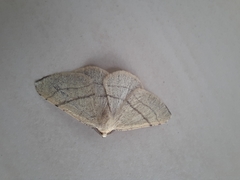 Adactylotis gesticularia