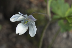 Eriocapitella rivularis