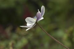 Eriocapitella rivularis