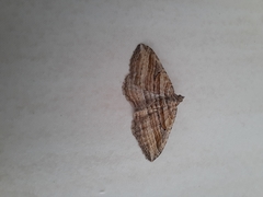 Costaconvexa polygrammata