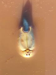 Triops australiensis