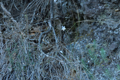 Wahlenbergia rupestris