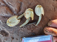 Triops australiensis