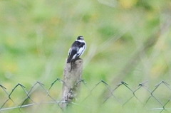 Ficedula semitorquata