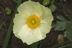 Papaver amurense