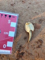 Triops australiensis