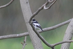 Ficedula semitorquata