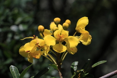 Acridocarpus natalitius
