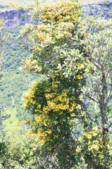 Acridocarpus natalitius