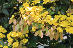 Acridocarpus natalitius