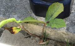 Ficus fistulosa